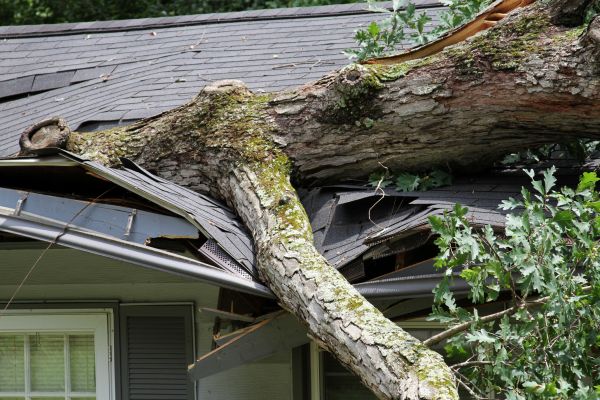 Storm Remediation